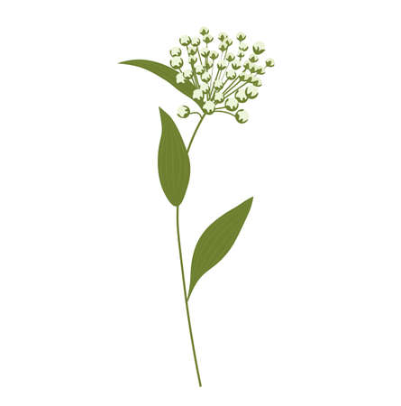 Wild flower vector stock illustration. Spring meadow plant. green stem in the field. Isolated on a white background.のイラスト素材