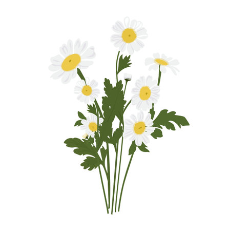 Bouquet of daisies vector stock illustration. Spring bunch of meadow flowers. White petals. Isolated on a white background.のイラスト素材