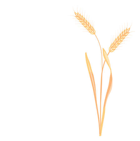 Wheat vector stock illustration. Rye. Ears of oats. Golden ripe barley grains. A field plant. Illustration for flour and Isolated on a white background.のイラスト素材