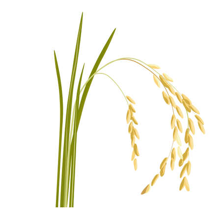 Rice sprouts vector stock illustration. A cereal plant with grains on the stem grown in the field. The ear of a wild flower. Isolated on a white background.のイラスト素材