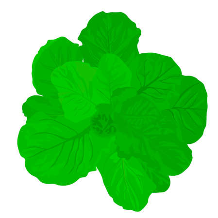 Green lettuce leaf vector stock illustration. A head of cabbage. butterhead. Isolated on a white background.のイラスト素材