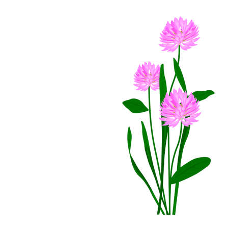 Meadow clover vector stock illustration. Meadow flower close-up. Spring wild honey plant. The blooming red clover template. Isolated on a white backgroundのイラスト素材
