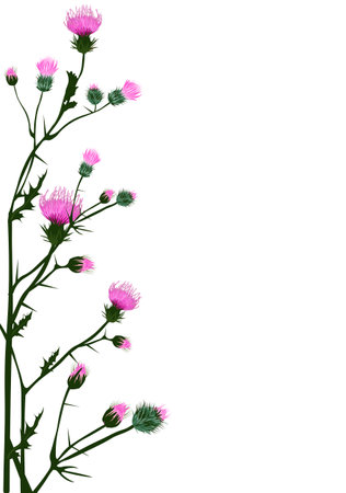 Vertical frame made of thistle flowers. Frame, invitation template. Isolated on a white background.のイラスト素材
