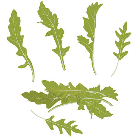 Rucola leaves vector stock illustration. Greens. Rocket salad or arugula heap. Green lettuce leaves. Isolated on a white background.のイラスト素材