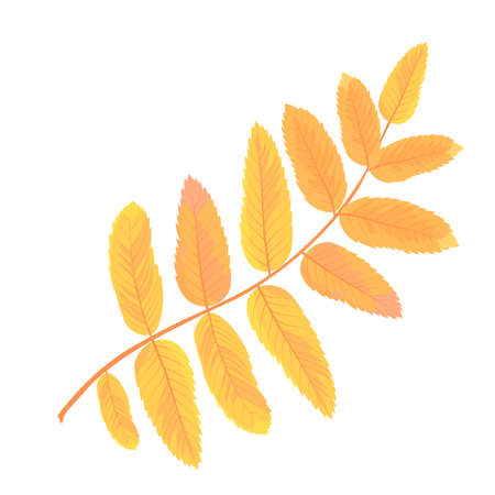 Rowan branch vector stock illustration. Yellow autumn leaves. Deciduous tree. Orange foliage. A single object. Isolated on a white background.のイラスト素材
