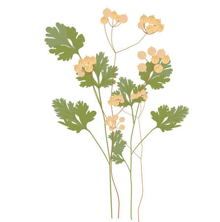 Cilantro vector stock illustration. Coriander. green leaves seasoning according to the recipe. Spices. Isolated on a white background. medicinal herbsのイラスト素材