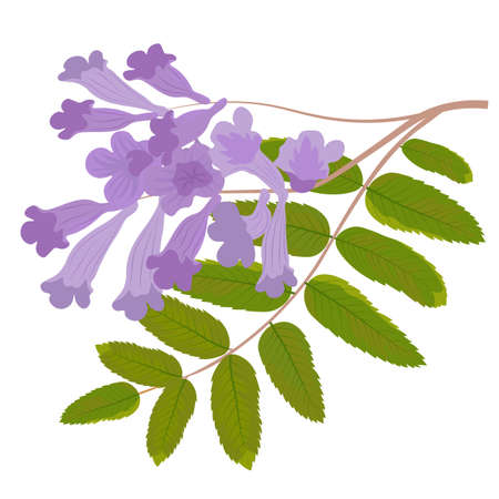 Purple Jacaranda tree vector stock illustration. Lilac branch of bluebells with green leaves. Isolated on a white background.のイラスト素材