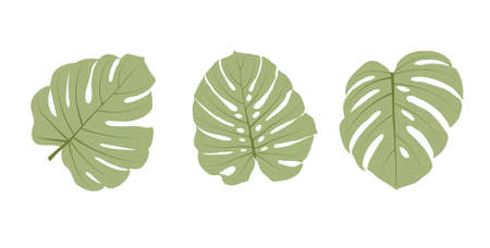 Vector stock illustration of tropical leave. Monstera leave. Watercolor greenery plant. Template for stickers, stencil. Close-up of tropical leaves isolated on a white background. Flat style.のイラスト素材