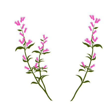 Heather vector stock illustration. A delicate bouquet of pink wildflowers. Isolated on a white background.のイラスト素材