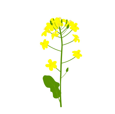 Rapeseed vector stock illustration. Yellow flower of field culture. isolated on a white background. Spring. Medical plant, biofuel.のイラスト素材