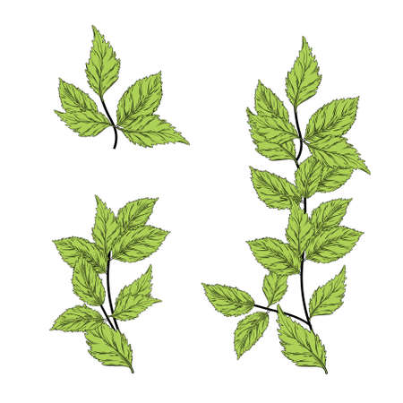 Mint branch vector stock illustration. Elements of the horizontal border. Leaves and stems. isolated on a white background.のイラスト素材
