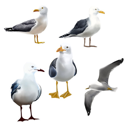 gull, a set of five seagulls, four birds are standing, one is flyingの写真素材
