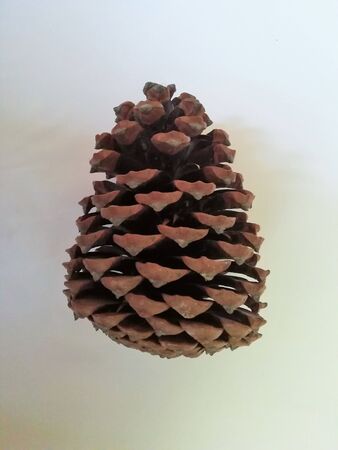 Pine cone on white backgroundの写真素材