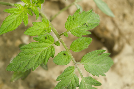 the tomato plant on earthの写真素材