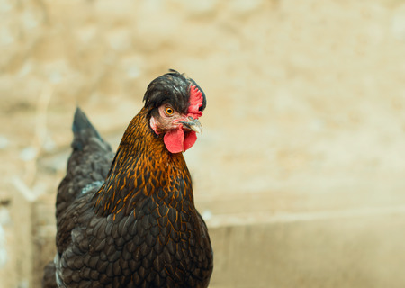 a young chicken is walking in the farm yard