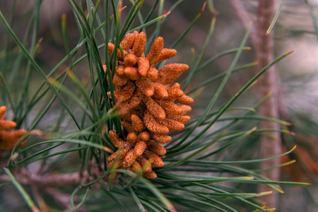 Flowering buds on a pine tree in spring