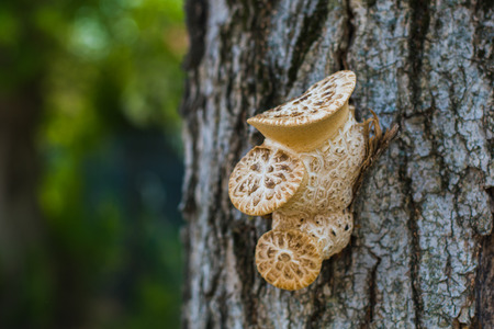 mushrooms grew on a tree in the forestの写真素材