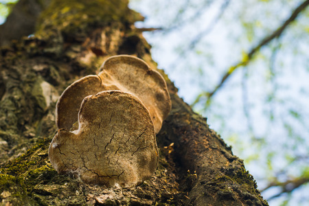 mushrooms grew on a tree in the forestの写真素材