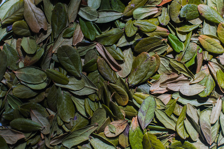 dried leaves of a cowberry close upの写真素材