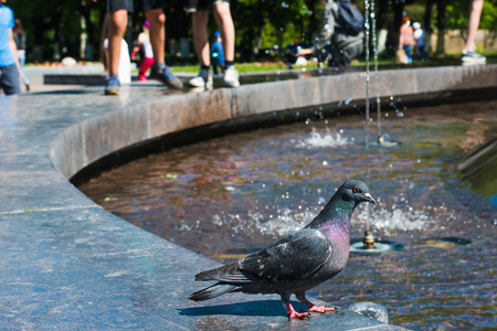 dove sitting at the fountain on a hot dayの写真素材