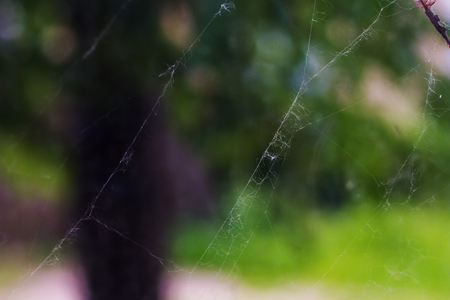 A small thin cobweb on a tree close upの写真素材