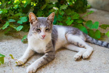 cat with green eyes outdoorsの写真素材