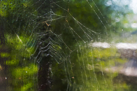 dew on a spider web. Web on the tree