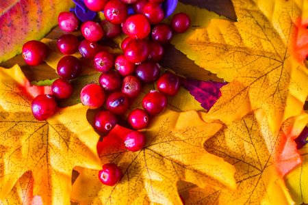 scattered cranberry berries on the leaves view from the topの写真素材
