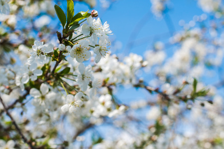 the cherry blossoms on a natural background