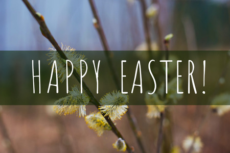 branch of flowering willow tree on natural backgroundの写真素材