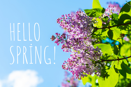 branch of blooming lilac in the springの写真素材
