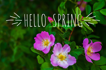 dog rose blooms in the natural environment in the spring