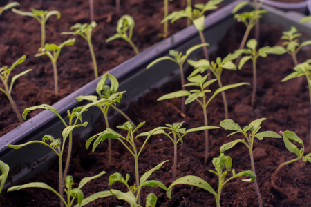 growing tomato seedlings at home on the windowsillの写真素材