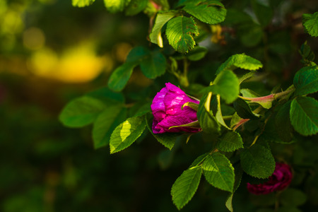 wild rose blooming in natural environment in springの写真素材
