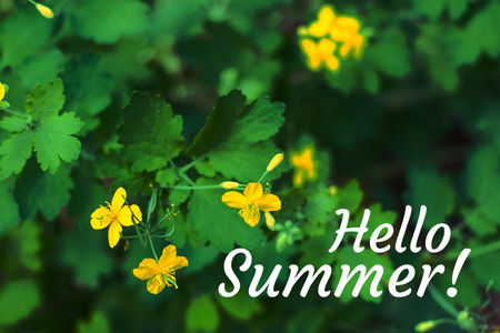 Wild flowers of acrid Buttercup in the natural environmentの写真素材