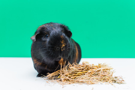 adult black Guinea pig with hay on white backgroundの写真素材
