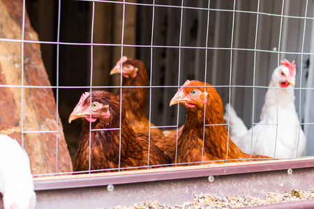 several hens in a chicken coop close-upの写真素材