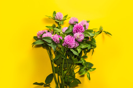 clover flowers close-up on yellow backgroundの写真素材