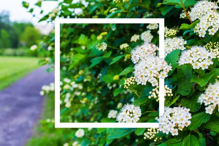 beautiful blooming Bush with square frame