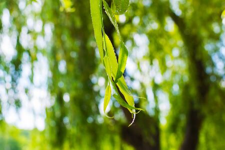 branches of weeping willow with droplets close-up