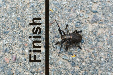 horned beetle crawls to the finish line. conceptの写真素材