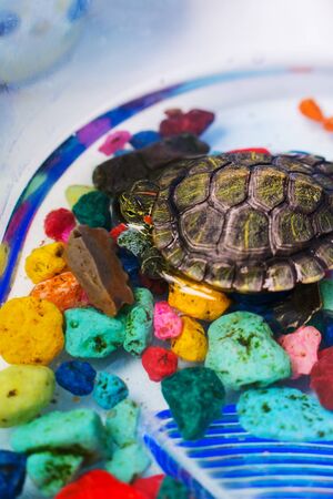 little turtle in the aquariumの写真素材