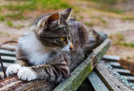 gray cat lies in the yardの写真素材