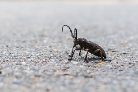 black beetle on the pavementの写真素材