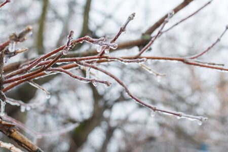 icicles on the branches. the cold snap after the rainの写真素材