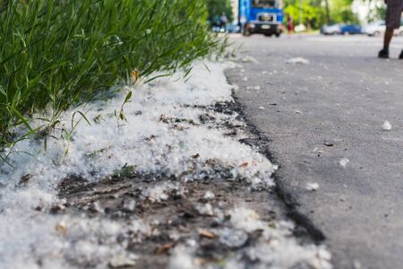 poplar fluff is on the side of the road.の写真素材