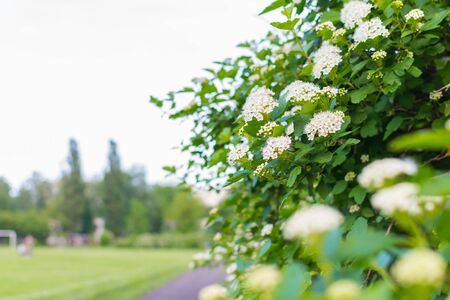 blooming Bush with white flowers along the alleyの写真素材