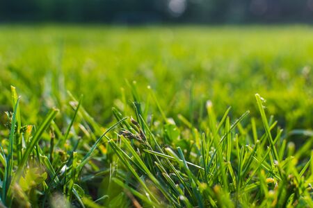 grass at sunset close-up. shallow depth of fieldの写真素材