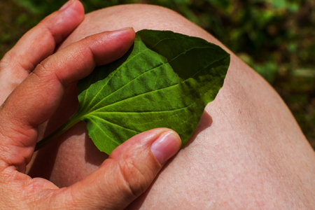plantain leaf on the knee. folk medicineの写真素材