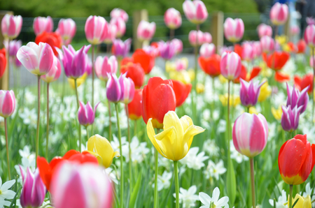 flower gardenの写真素材